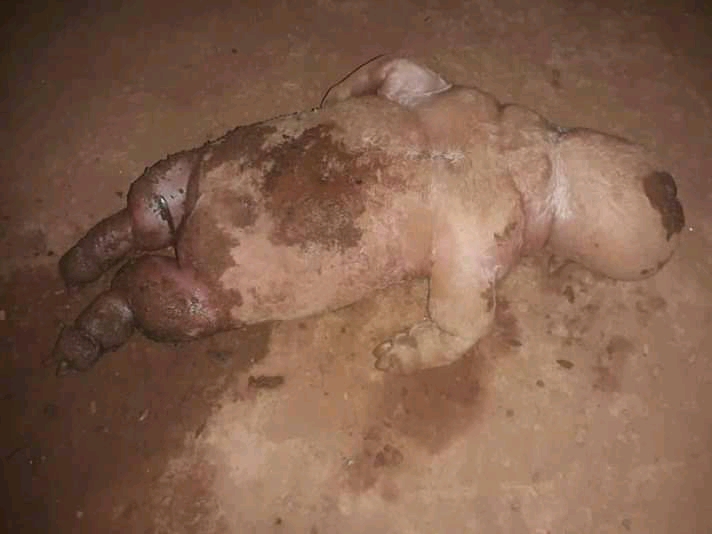 Photos: Fear Grip Osenase Residents As Goat Give Birth To ‘Human Being’ And Vanish