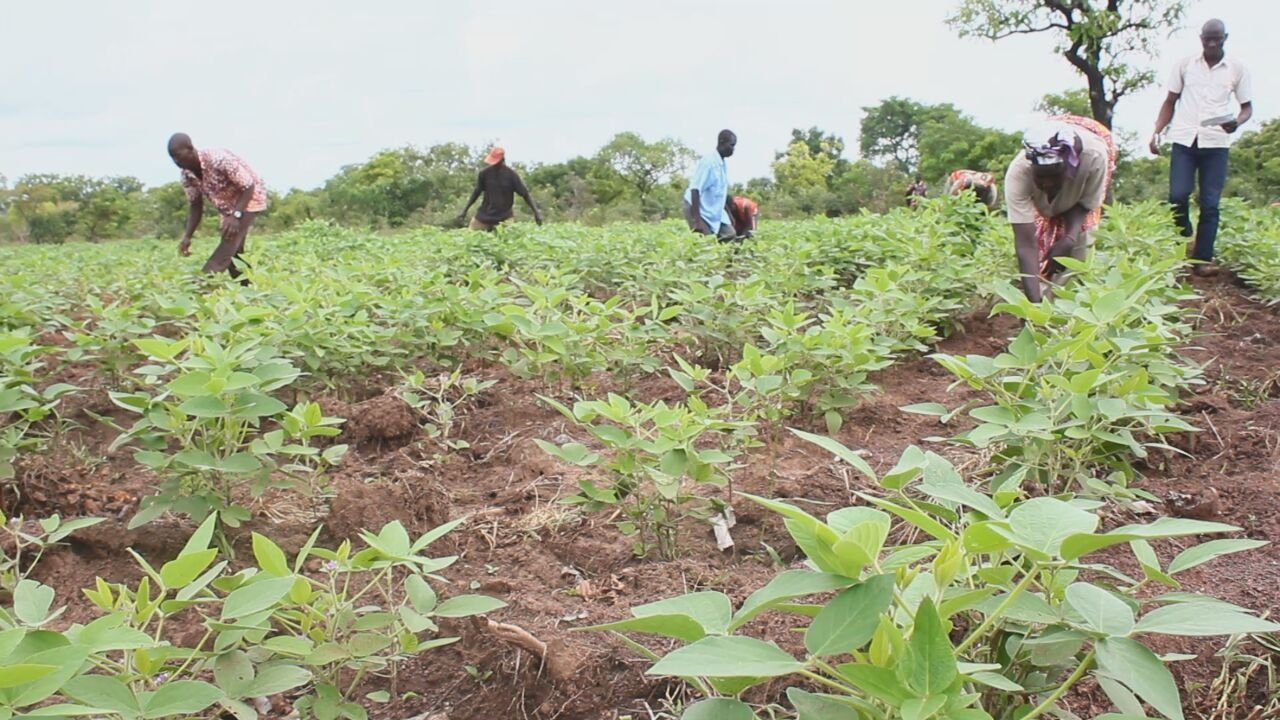 Gov't Releases List Of 22 Key Projects and Policies Delivering Under Agric Sector