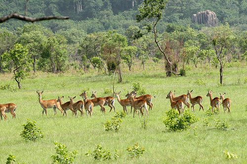 Shai Hill Resource Reserve Host World Wildlife Day Today