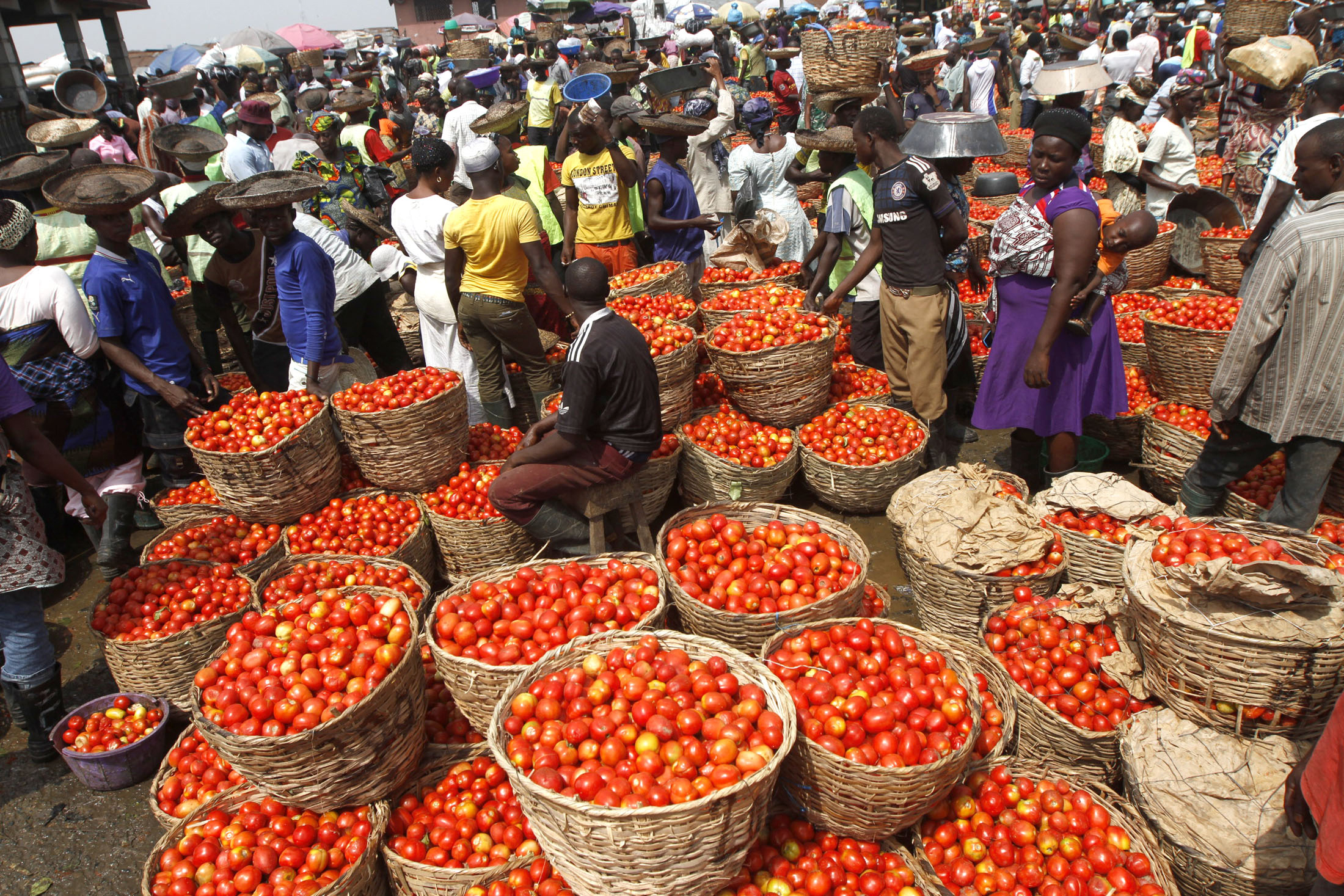 Post Harvest Losses: Tomatoe Farmers Worried Over Neglect Of Techiman Tomato Factory Project