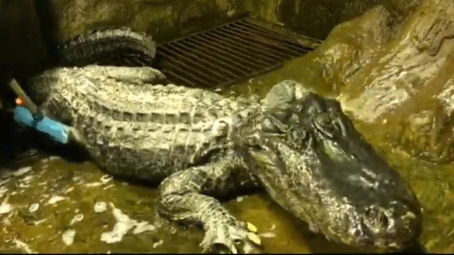 Berlin WW2 Bombing Survivor Saturn the Alligator Dies In Moscow Zoo