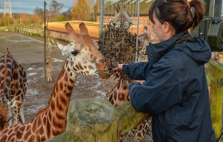 Coronavirus: Zoos And Safari Parks Set To Reopen From 15 June - PM