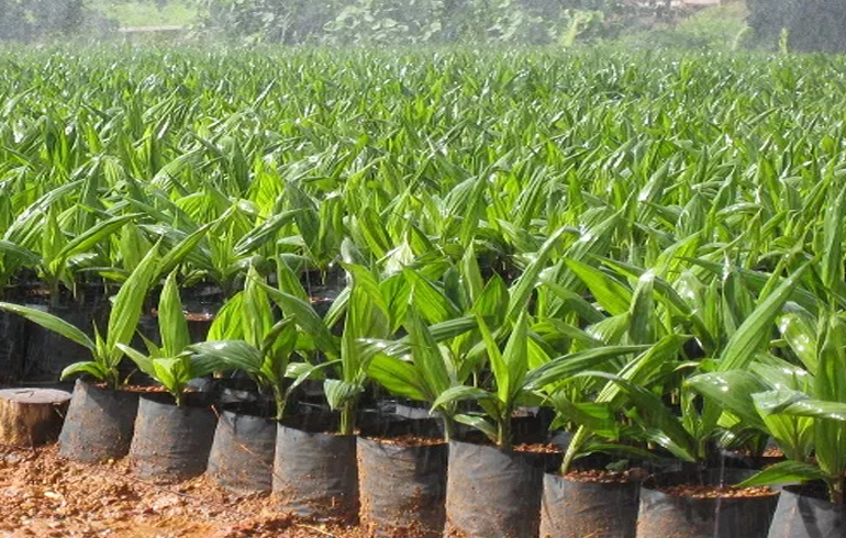 E/R: Assembly Distribute Over 45,000 Palm Seedlings To Farmers