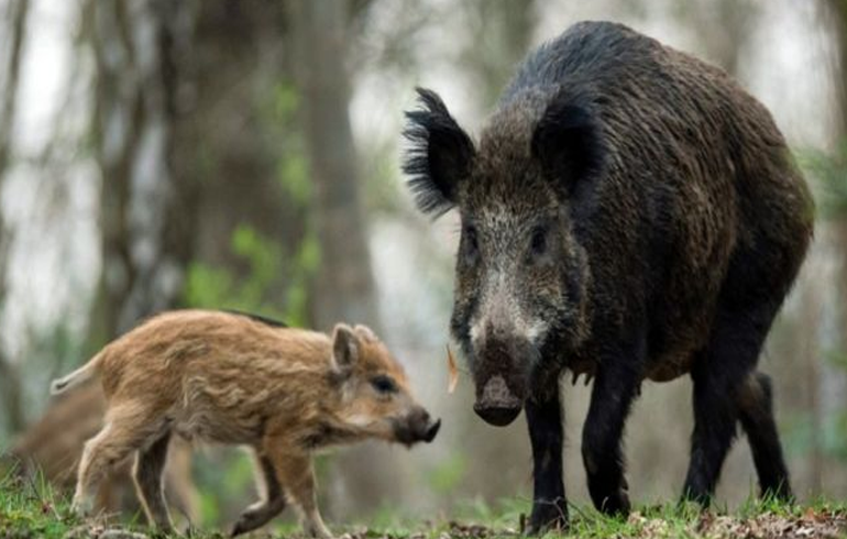 Cheeky Boar Leaves Nudist Grunting In Laptop Chase