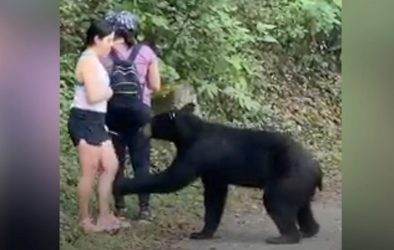 Wild Bear That Sniffed Woman's Hair Is Caught And Castrated