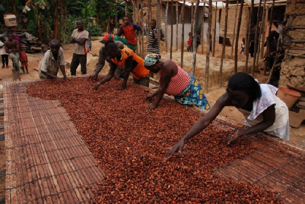 NDC to Provide Free Healthcare and Pension Scheme for Cocoa Farmers