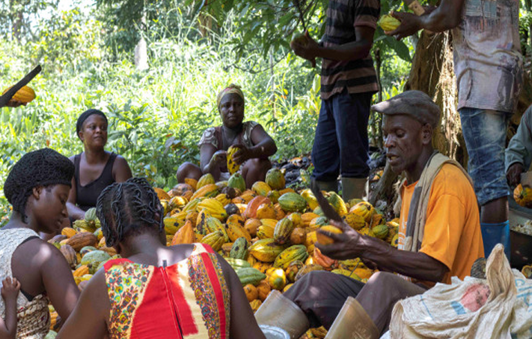 I Will Prioritise Welfare Of Cocoa Farmers – Akufo-Addo Assures
