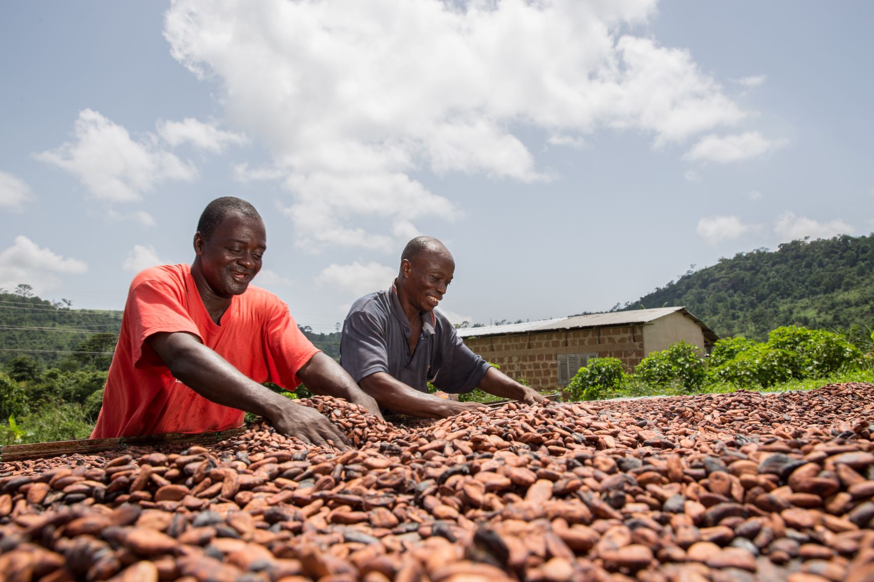 Government Increases Producer Price Of Cocoa By 58.26%
