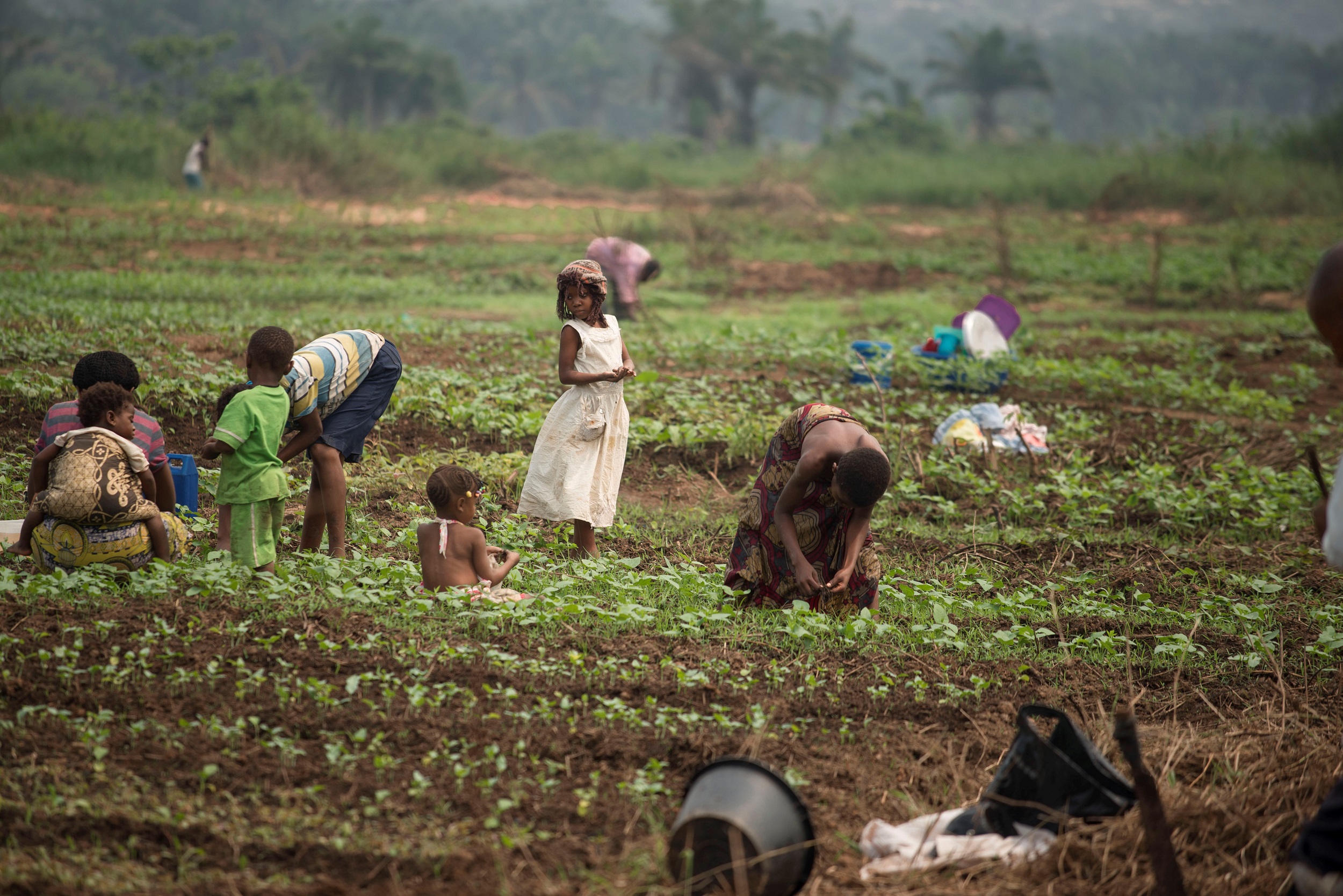 Farmers in Afram Plains Cry As Drought Disrupts Farming Season