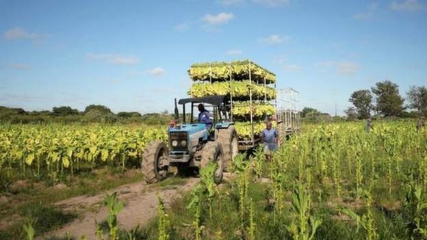 Mozambique's Insurgency 'Pushes Thousands To Virus Hotspot'