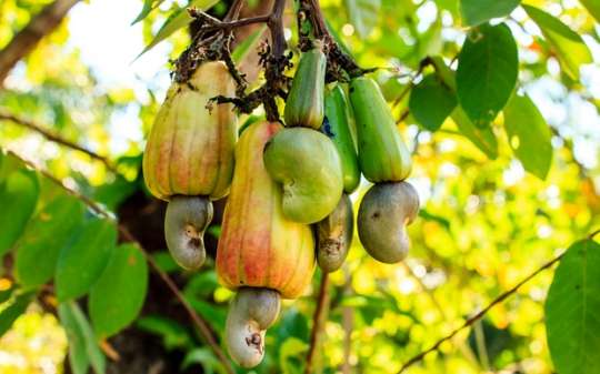 150k Cashews and Mango Seedlings Raised For Farmers in Afram Plains South