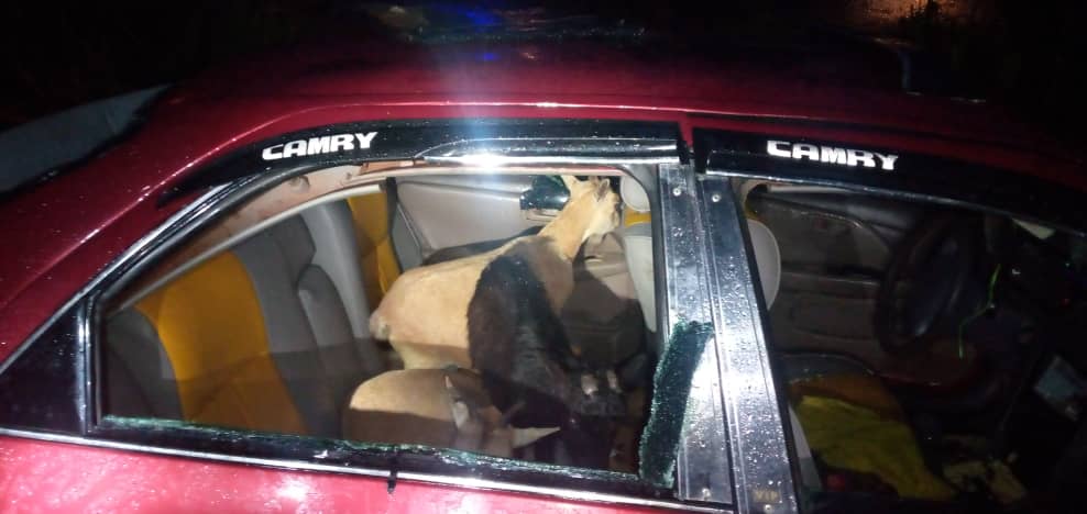 Goat thieves Being Pursued Crushes Driver's Mate to Death