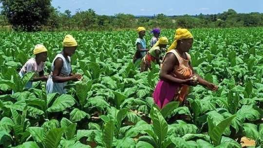 Ghana to Celebrate Farmers Nov. 6