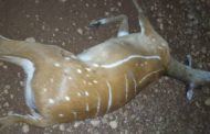 Love for Antelope lands two in Critical Condition at Akyem-Osenase