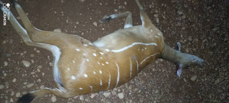 Love for Antelope lands two in Critical Condition at Akyem-Osenase