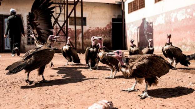 Death of 2,000 Rare Vultures Linked To Rituals