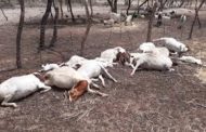 Farmer Put before Court For Poisoning Cattle In His Farm