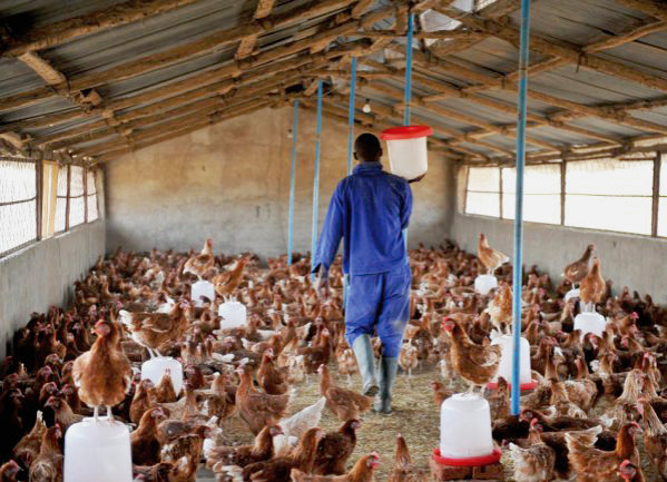 Poultry Farmers in Lower Manya Krobo under Rearing for Food and Jobs Cry Over Losses