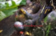 Two Persons on Motorbike Burnt To Death after Crash at Akuapem - Adawso