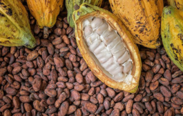 U/E:Security Agencies Resolve Dispute Over Smuggled Cocoa At Missiga Checkpoint, As Police Debunk Complicity