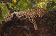 Today is World Wildlife Day