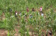 Mozambican Family of 25 Dies after 'Wild Plants Meal'
