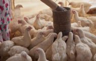 Mozambique Bans SA Poultry after Bird Flu Outbreak
