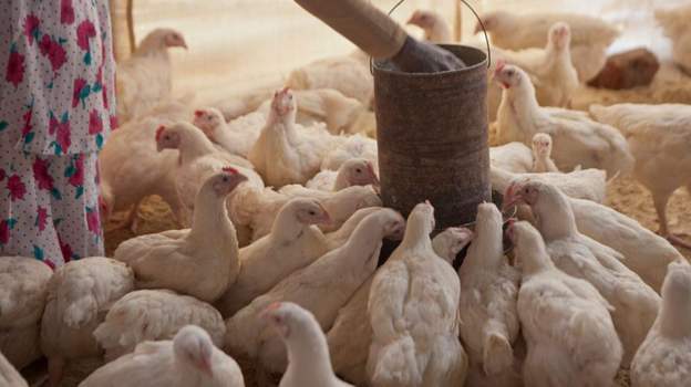 Mozambique Bans SA Poultry after Bird Flu Outbreak