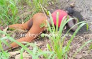 Woman Found Dead At Atwima Agogo after Misunderstanding with Husband