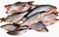 Fisheries Commission Begins Investigation into Mass Fish Death
