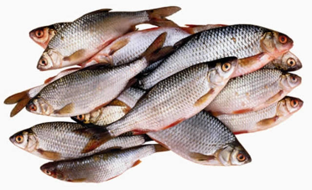 Fisheries Commission Begins Investigation into Mass Fish Death