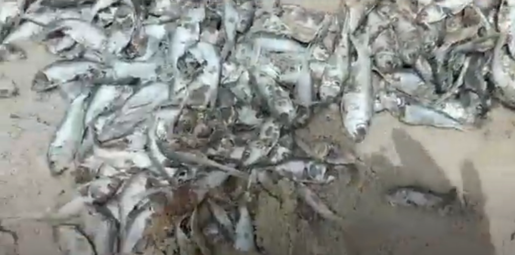 Samples of Washed-Ashore Fishes Taken For Laboratory Analysis – FDA ...