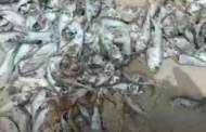 Samples of Washed-Ashore Fishes Taken For Laboratory Analysis - FDA