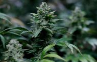 Lesotho Firm Allowed To Export Cannabis Products to EU