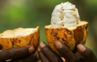 Is Africa Getting Enough For Its Cocoa?