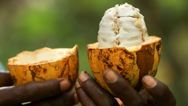 Is Africa Getting Enough For Its Cocoa?