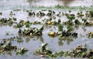E/R: Vegetable Farms Flooded In Akyem Nsutem, Illegal Miners Blamed