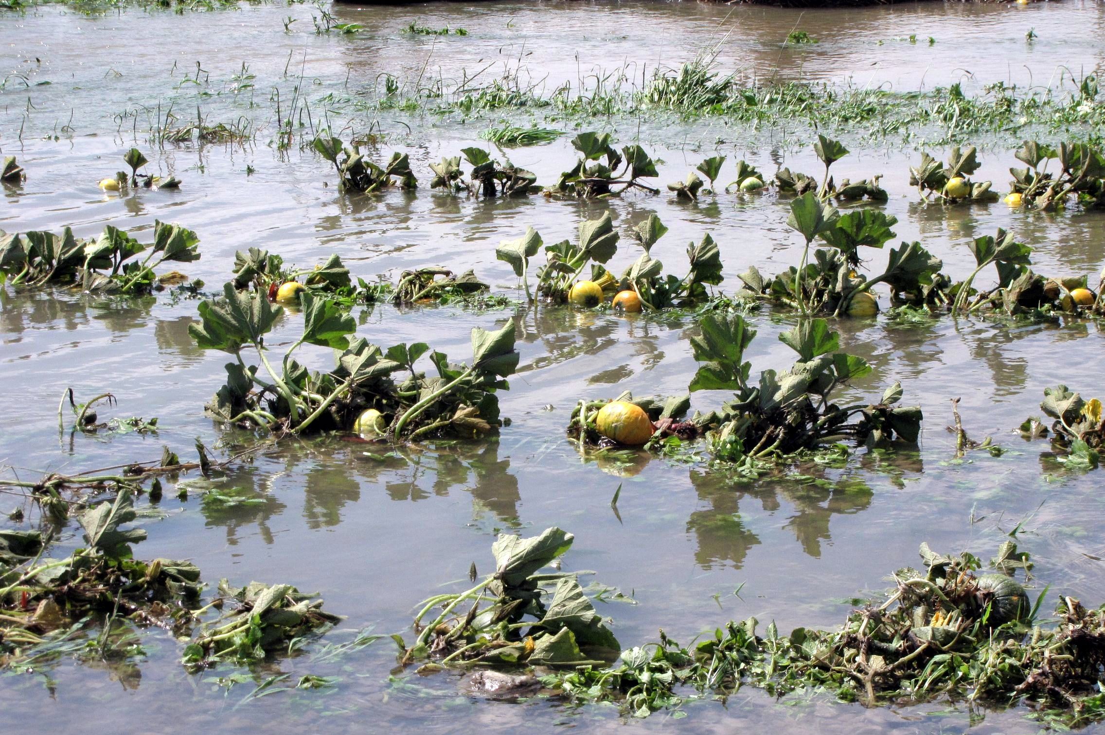 E/R: Vegetable Farms Flooded In Akyem Nsutem, Illegal Miners Blamed