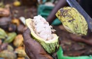 US Supreme Court Blocks Child Slavery Lawsuit against Chocolate Firms