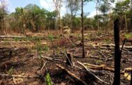 Arrest and Prosecute People Who Destroy Trees - Chief