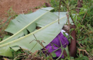 Another Dead Body Found In Lower Manya Krobo