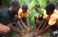 Green Ghana Project: Basic Tree Planting Tips and Steps
