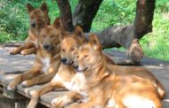 Asamankese: Census Enumerators Demanding Dog Bite Risk Allowances