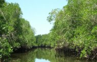 Increase Investment in Ecosystems Protection in Ghana - Prof. Wiafe Dean UESD Writes