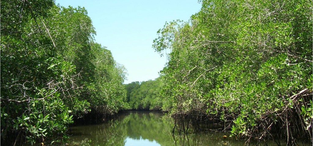 Increase Investment in Ecosystems Protection in Ghana - Prof. Wiafe Dean UESD Writes