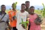 Green Ghana Project: Basic Tree Planting Tips and Steps