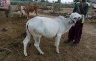 E/R: Fulani Herdsman Reduces Prices of Livestock, Relocate to Kwahu Kutoso