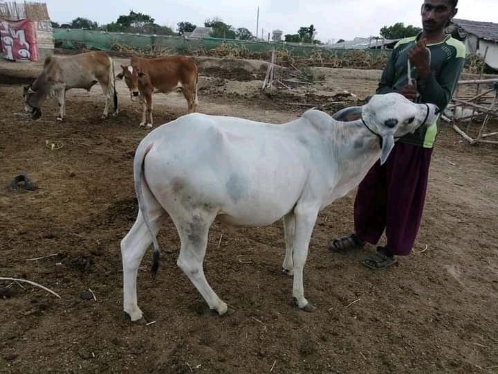 E/R: Fulani Herdsman Reduces Prices of Livestock, Relocate to Kwahu Kutoso