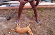 Taboo: Over 50 Dogs Killed in Awutu Bereku, Residents Angry