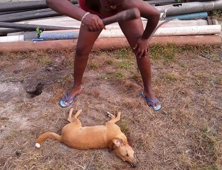 Taboo: Over 50 Dogs Killed in Awutu Bereku, Residents Angry